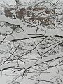 Snow, Greenwich Park P1070196